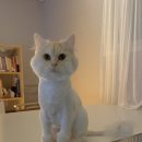 매직 펫 살롱 이미지