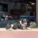 욜로하 하우스 이미지