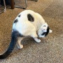 카페더테이블 | 성남 모란 고양이와 함께 즐길 수 있는 감성 카페 “모젤온더테이블” 후기