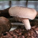 세세농장 이미지