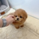 온퍼피 프리미엄 전주강아지분양 본점 | 전주 테디 미니비숑 분양 후기 : 온퍼피 프리미엄 전주강아지분양 본점