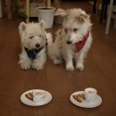 댕댕플레이트 이미지