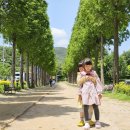 온천단지 가로수길 이미지