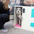 강아지공간 이미지