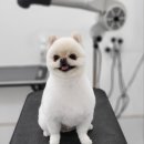 토리멍 이미지