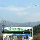 광양온천장 | 2025구례 산수유꽃축제 일정 실시간 개화현황, 산수유사랑공원