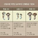 내린천약초 이미지