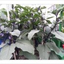 따불농장 이미지