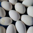 오향골농장 이미지