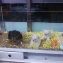 어정동물병원 이미지