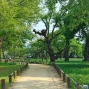 성주 경산리 성밖숲 이미지