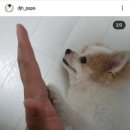 다정한 개아빠 이미지