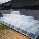 행복한 굼벵이 마을 이미지