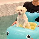 가평 댕댕이 애견 풀빌라 펜션 블루 이미지