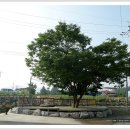 밧도내마을 이미지