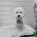 휴 애견미용 이미지