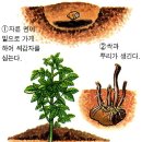 감자 재배방법 이미지
