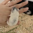 햄스터농장