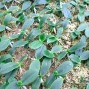 화영농장 이미지