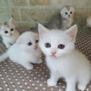 쿠키헤어 이미지