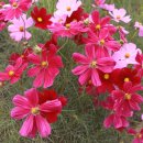 원곡공원 이미지