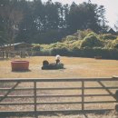 알파카프라자 이미지