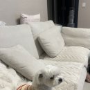 개바드림 네이버블로그