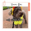 페어룩 | 강아지 쿨티 펫파파 뉴솔리드 옐로우 크롭티 여름 산책룩 후기