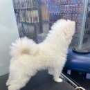 펫마트 강아지 논산점 이미지