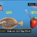 KBS 스펀지에서 방송된 각종 식품 첨가물에 대한 내용들 이미지