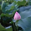 연꽃당구장 이미지