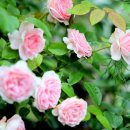 힐링캠프글램핑 이미지