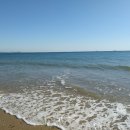 민들레홀씨 이미지