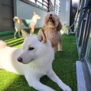 도기야드 이미지