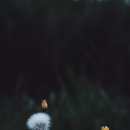 매일요가