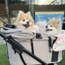 부산펫렛펫택시 | 강아지 베트남 여행 준비! 펫쇼 대신 '모루뽀 부산점'에서 피카고 애자일2 지른 후기 (ft. 동백전 꿀팁)