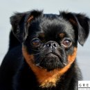 왕실동물병원 이미지