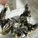 순독 | 폴카독베이커리 6종 추천 대구 해덕 껍질 스틱 트레이닝 트릿 내돈내산