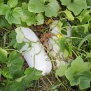 동아농장 이미지