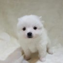 전생에인연펫 이미지