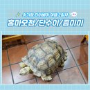 미국가주 우육면 | 타이베이 여행 2일차 코스 추천 보소 : 홍마오청 - 단수이 - 증미미 위치/메뉴(ft. 거북이가 있는 딤섬집)
