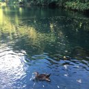 88시장버거 이미지