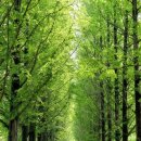 그린나무영월 이미지