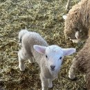 폭포수목장 이미지