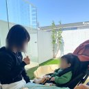 아기애견 이미지