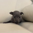 도그인 그레이 이미지