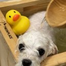 윈썸그루밍 이미지