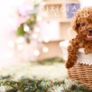몽몽이하우스 인천연수점 | 인천 동춘동 강아지분양 몽몽이하우스 인천연수점 영업시간 가는길
