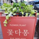 꽃다몽