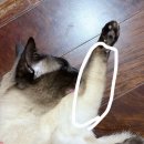 고양이세수 Daum카페